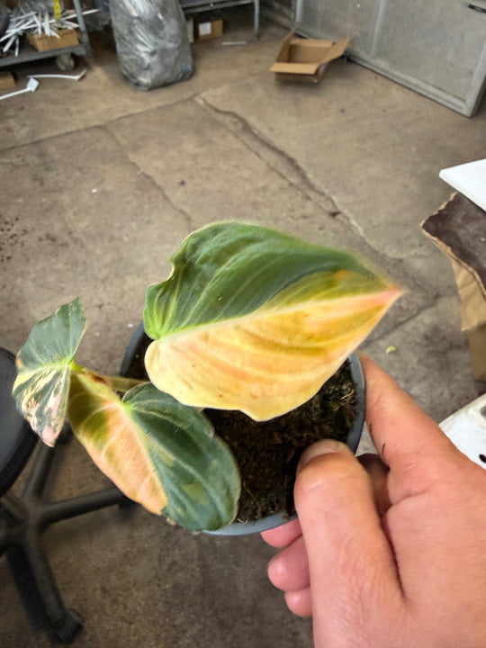 Philodendron melanochrysum pink variagata
