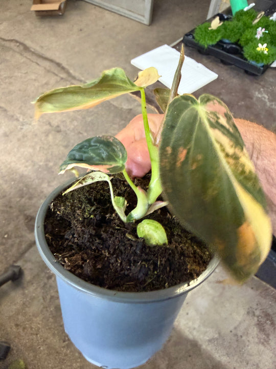 Philodendron melanochrysum pink variagata