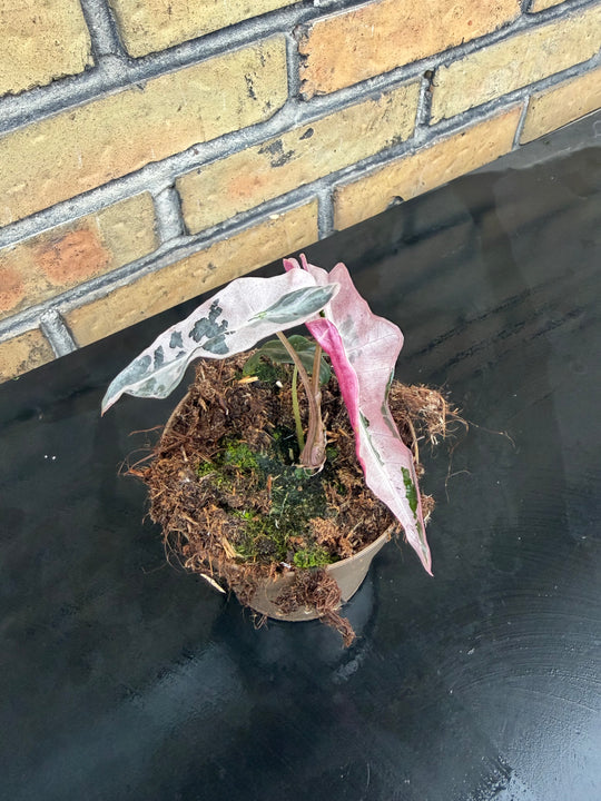 Alocasia Nobilis pink