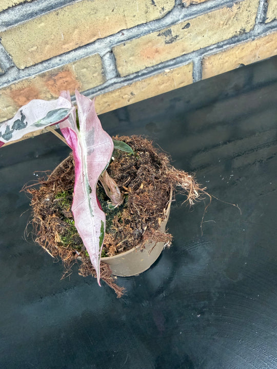 Alocasia Nobilis pink
