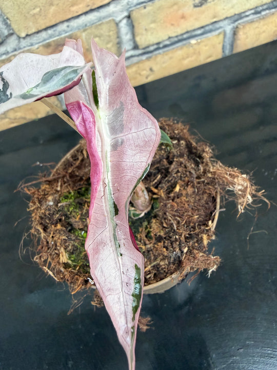 Alocasia Nobilis pink
