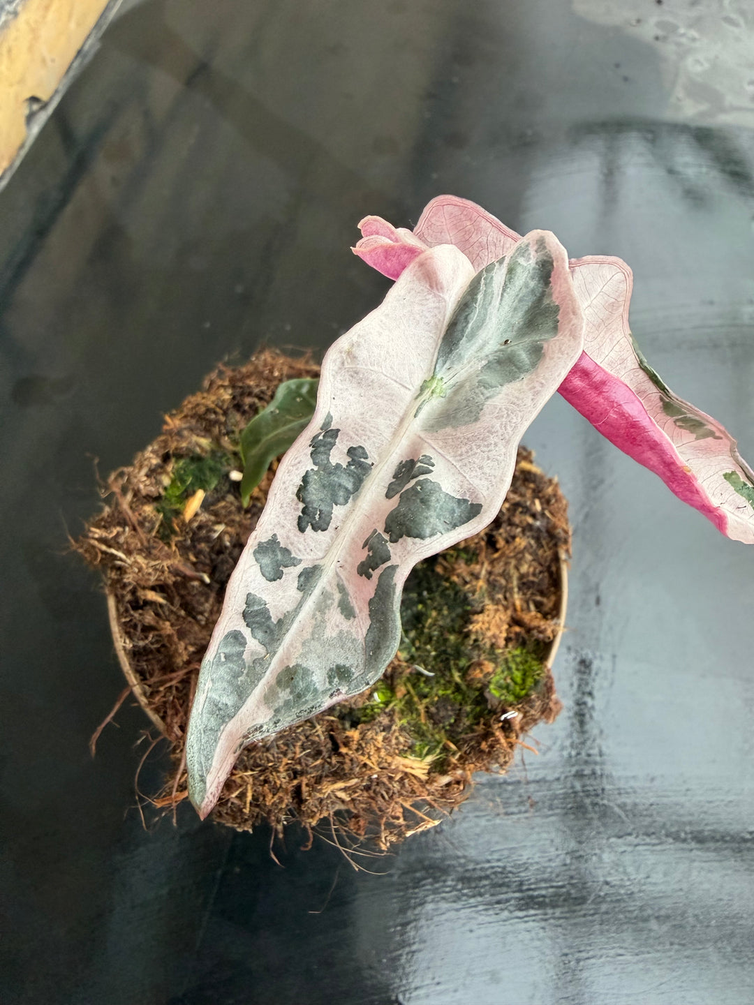 Alocasia Nobilis pink