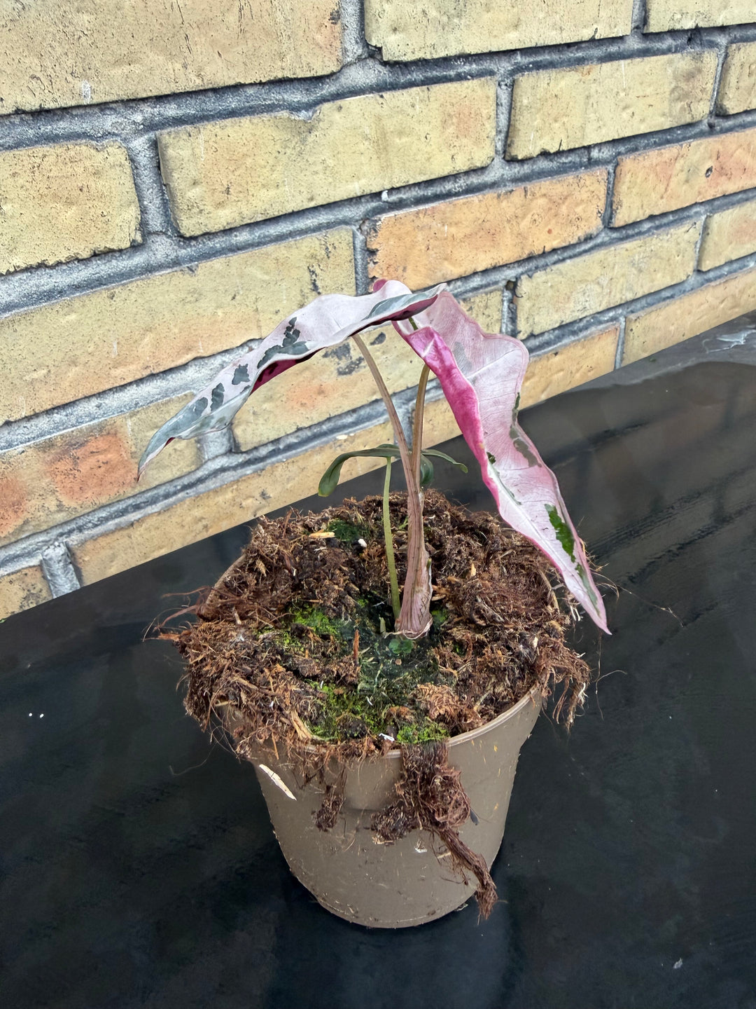 Alocasia Nobilis pink