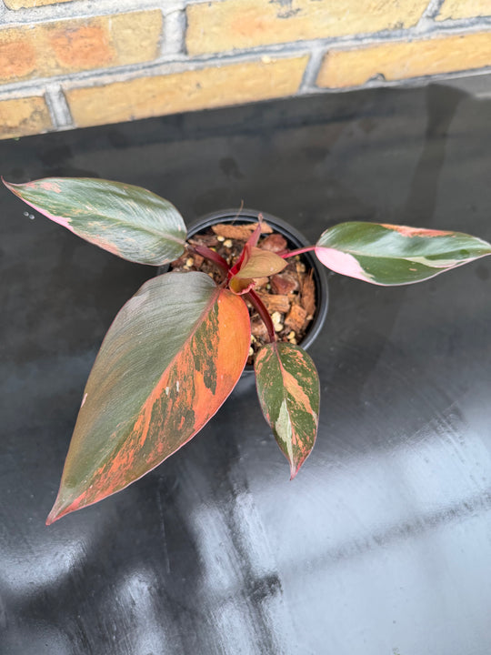 Philodendron princess of fire