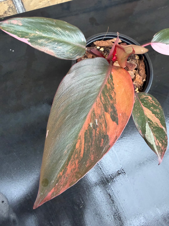 Philodendron princess of fire