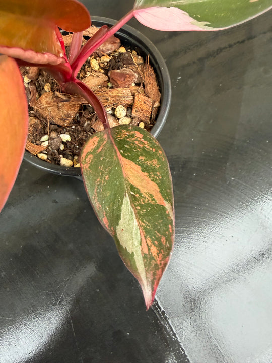 Philodendron princess of fire