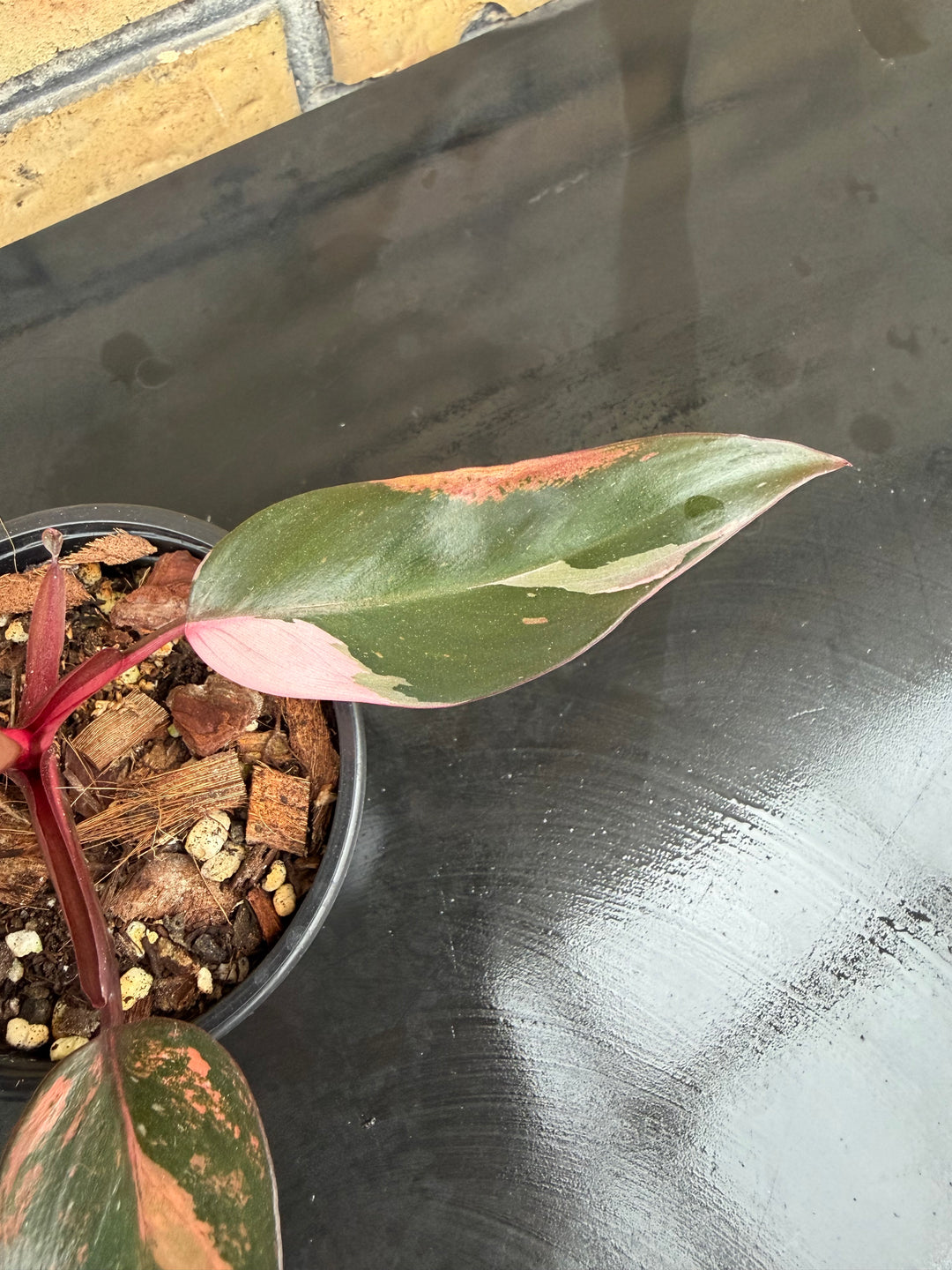 Philodendron princess of fire