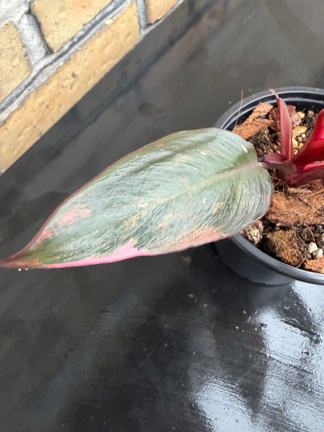 Philodendron princess of fire
