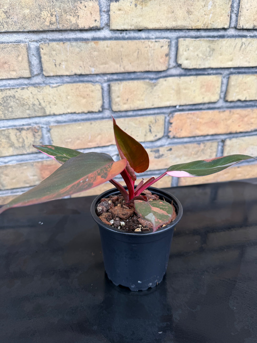 Philodendron princess of fire