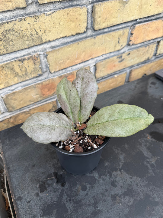 Hoya mitrata silver
