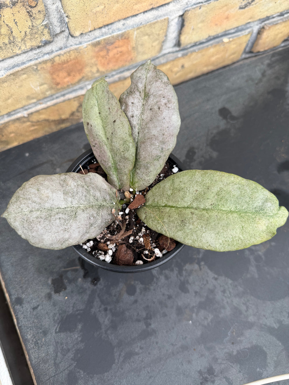 Hoya mitrata silver