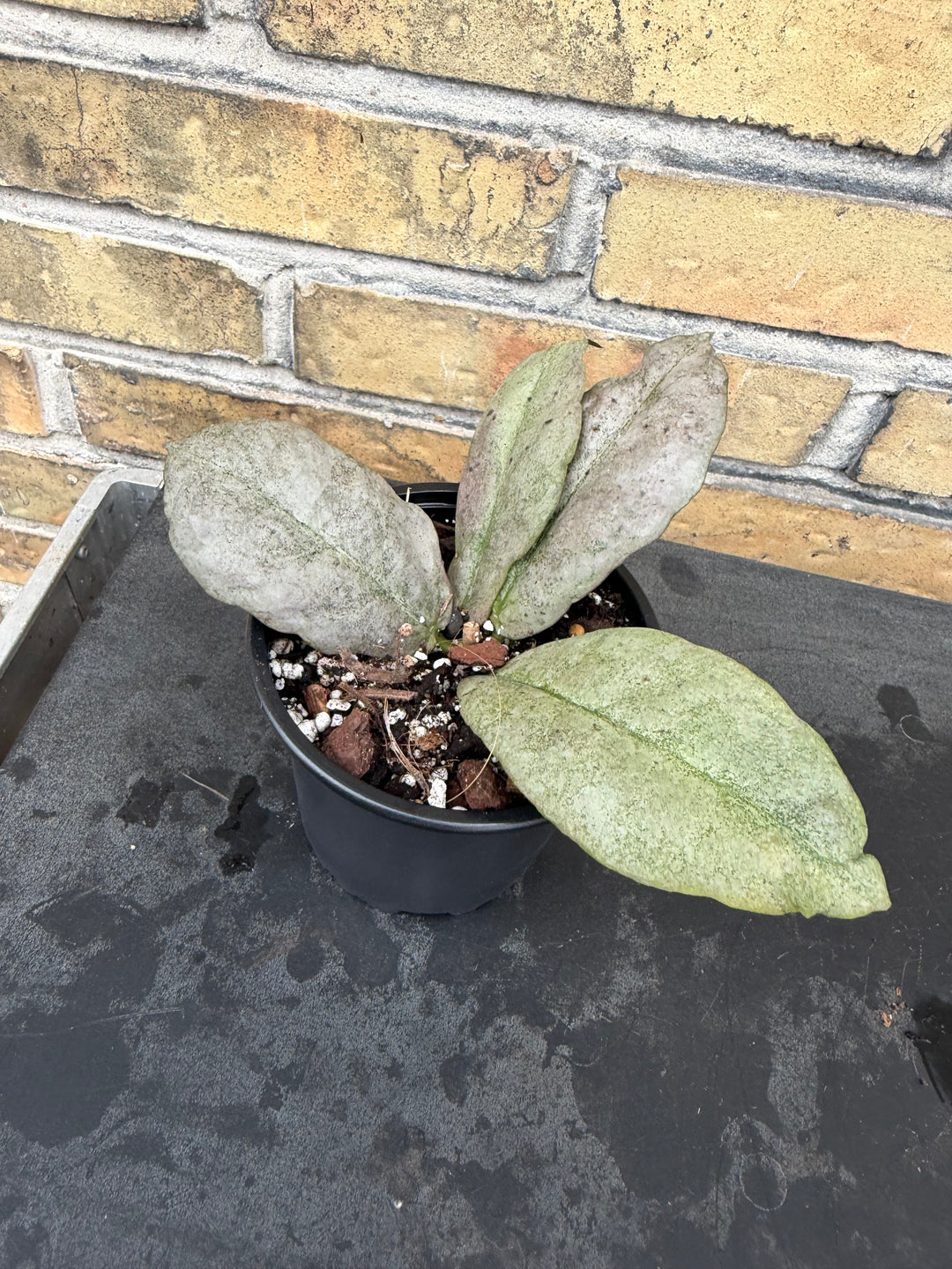 Hoya mitrata silver