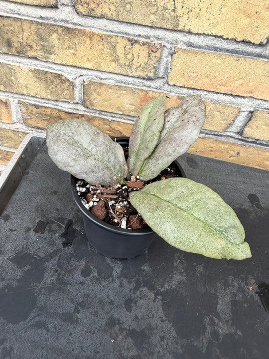 Hoya mitrata silver