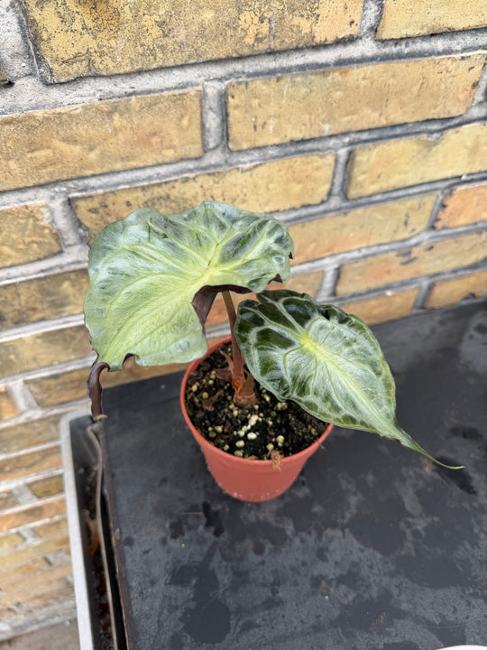 Alocasia venom