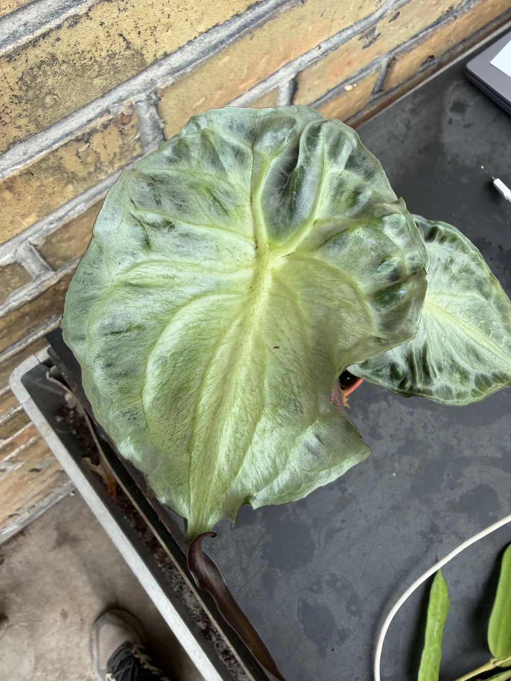 Alocasia venom