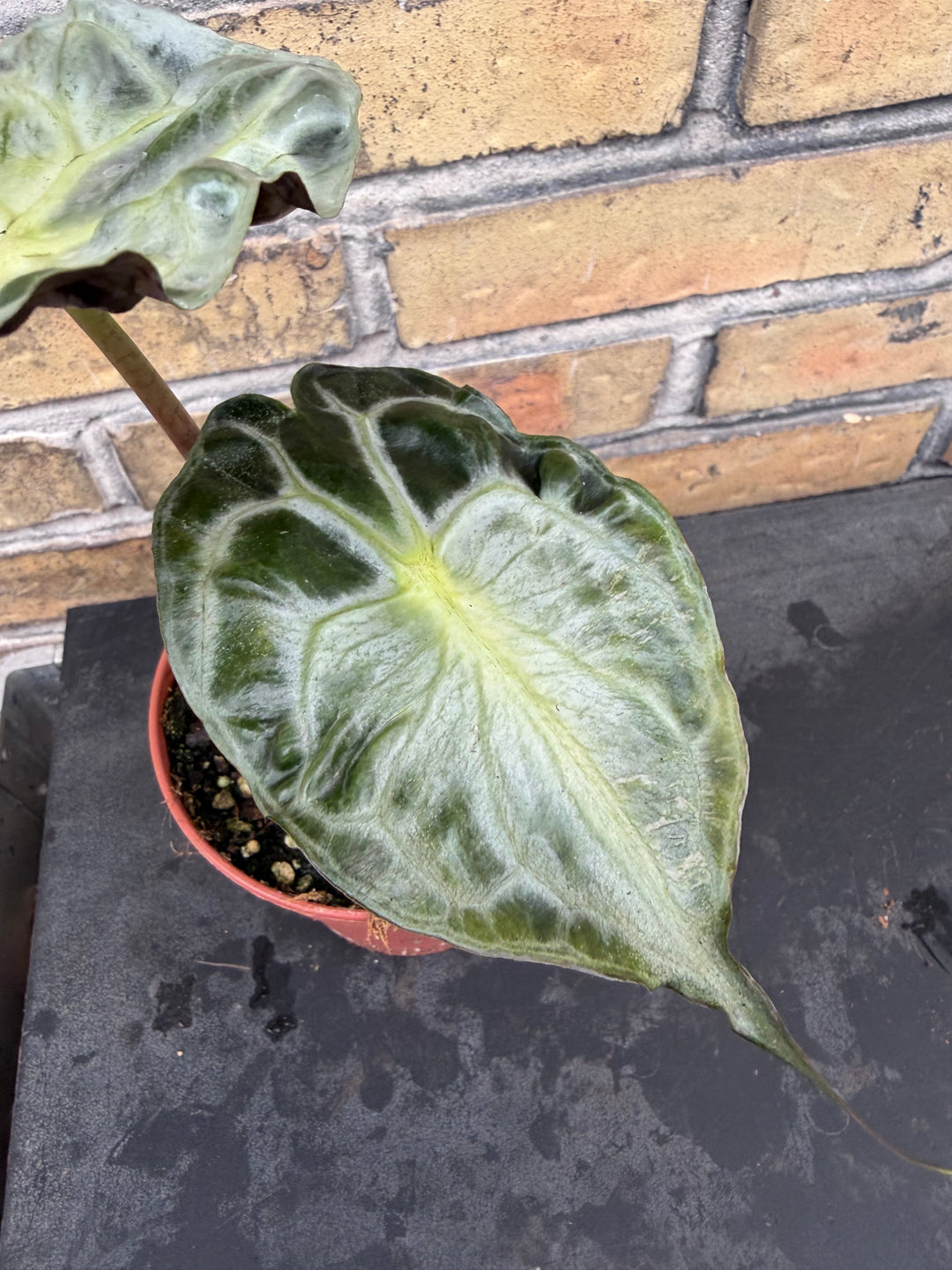 Alocasia venom