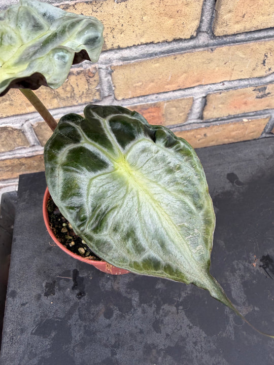 Alocasia venom