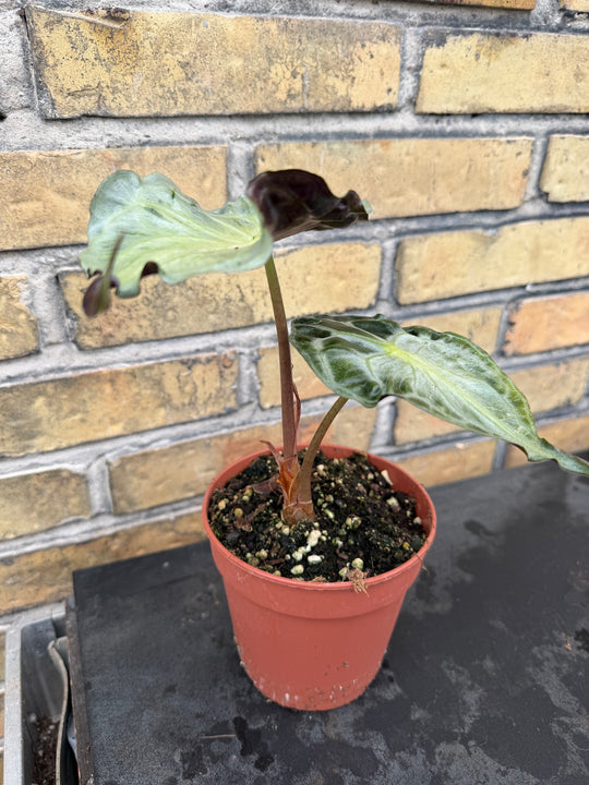 Alocasia venom
