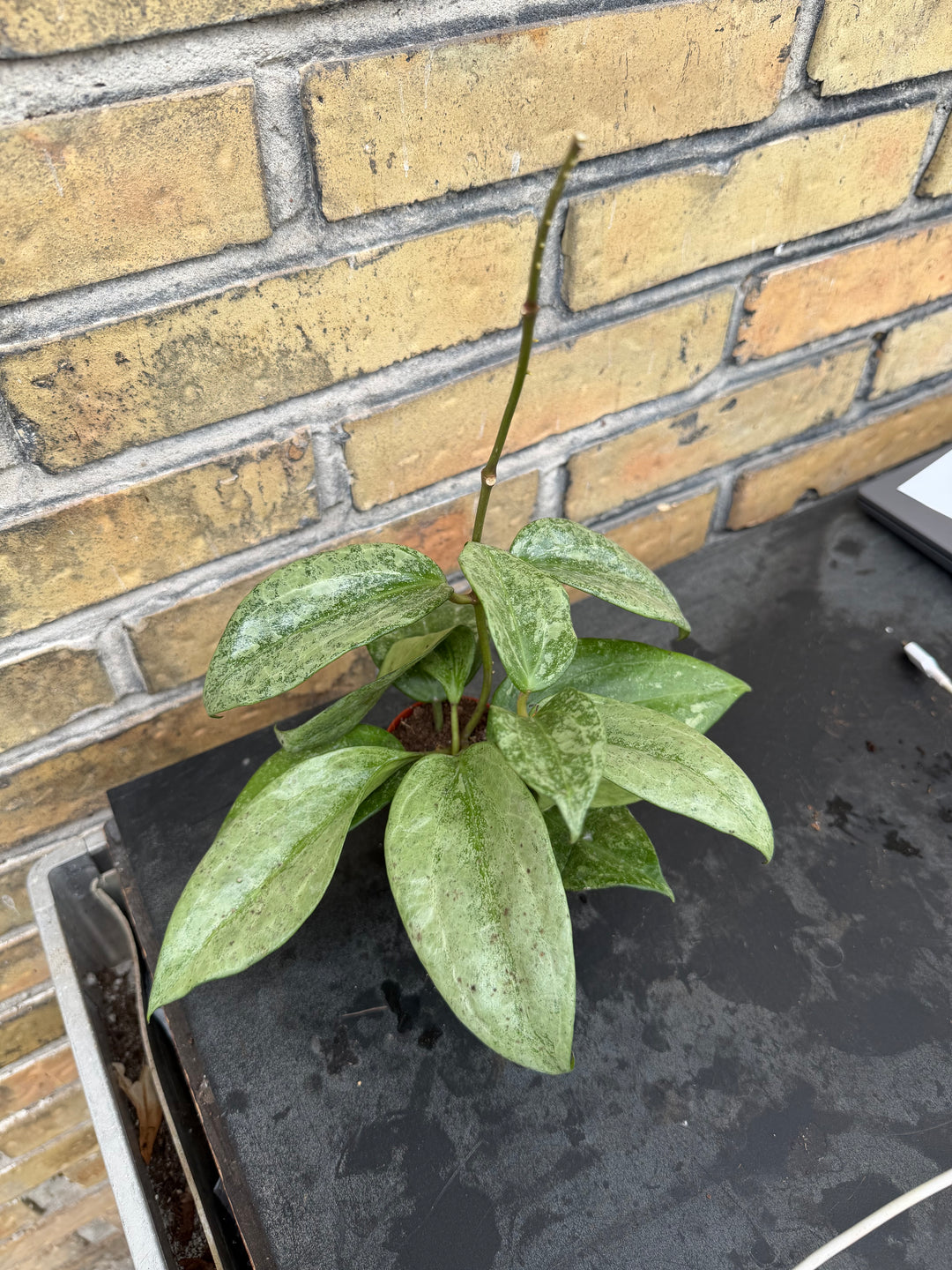 Hoya latifolia silver