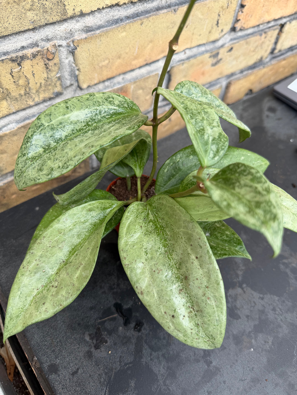 Hoya latifolia silver