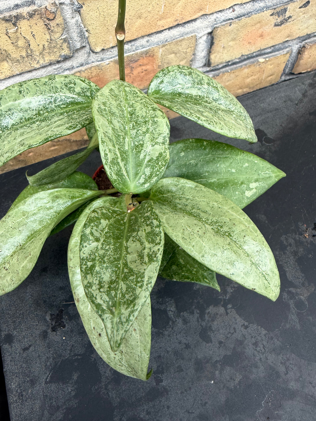 Hoya latifolia silver
