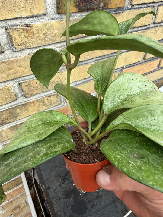 Hoya latifolia silver