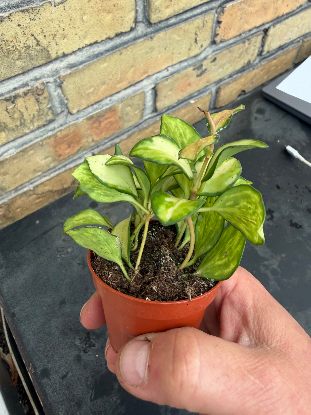 Hoya heuschkeliana variagata
