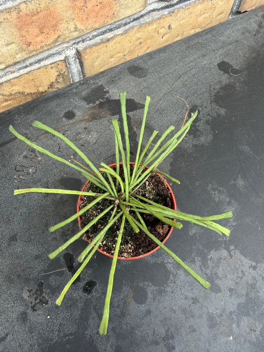 Hoya retusa