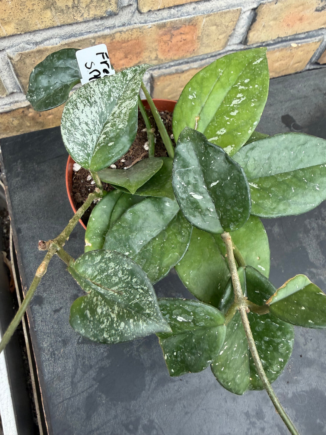 Hoya freckles splash