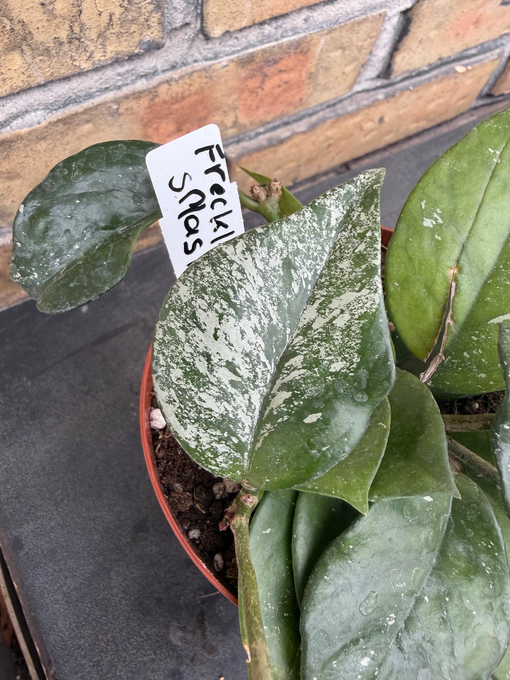 Hoya freckles splash