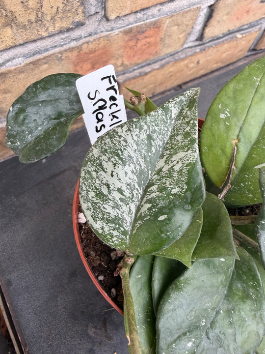 Hoya freckles splash
