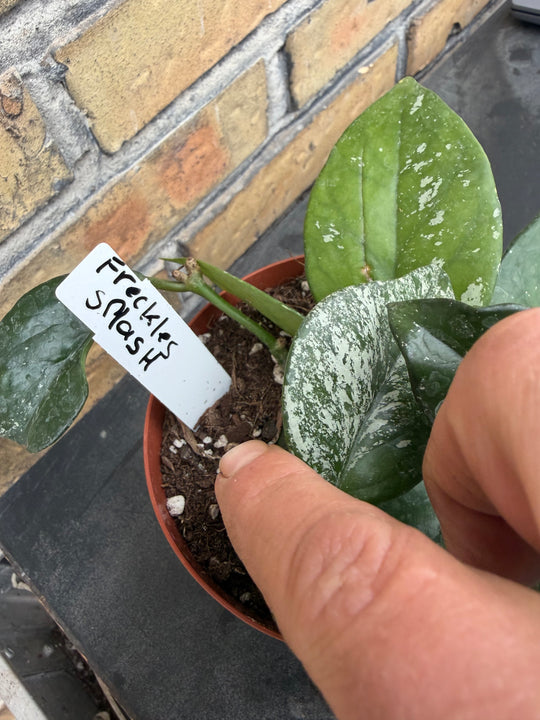 Hoya freckles splash