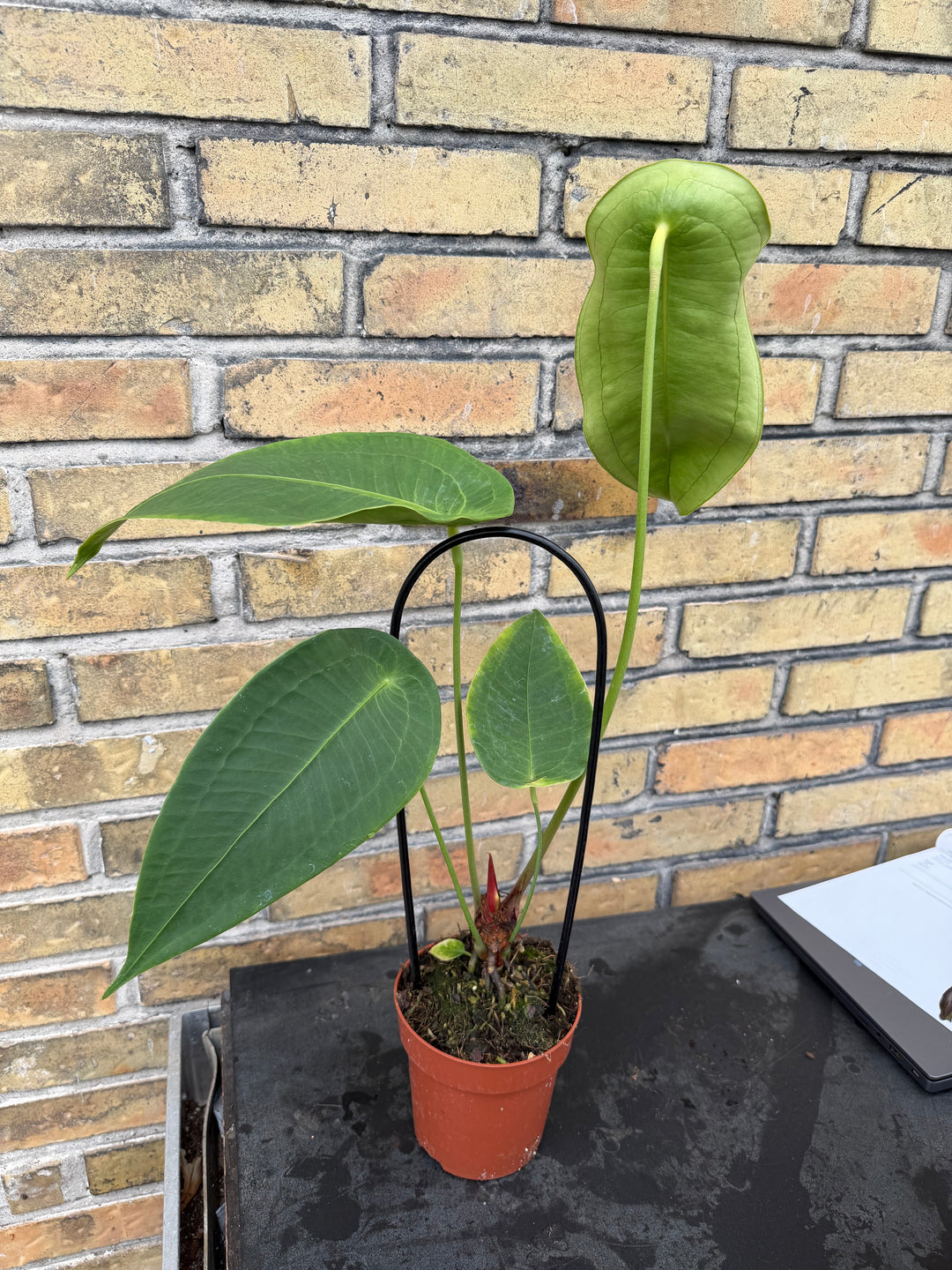 anthurium peltigerum