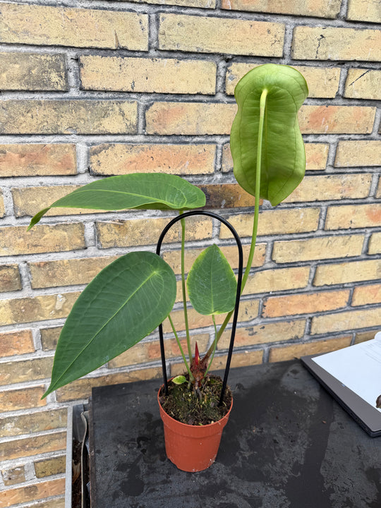 anthurium peltigerum