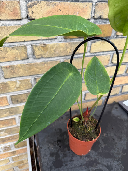 anthurium peltigerum