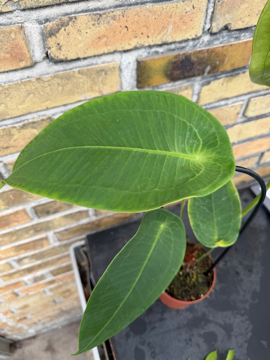 anthurium peltigerum