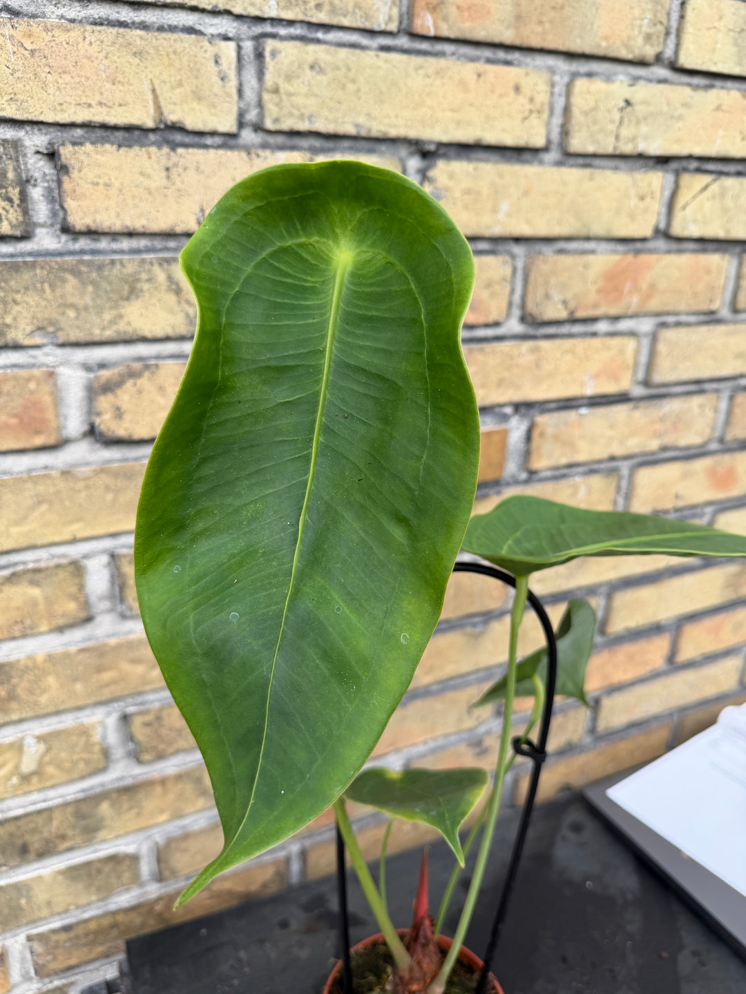 anthurium peltigerum