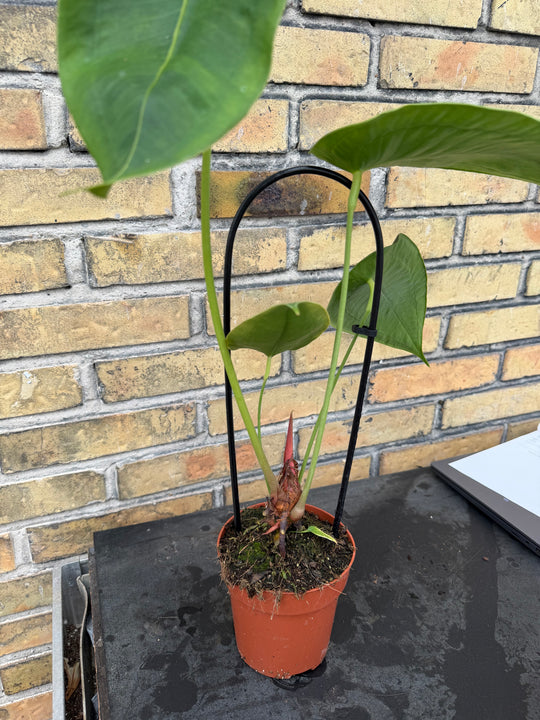 anthurium peltigerum