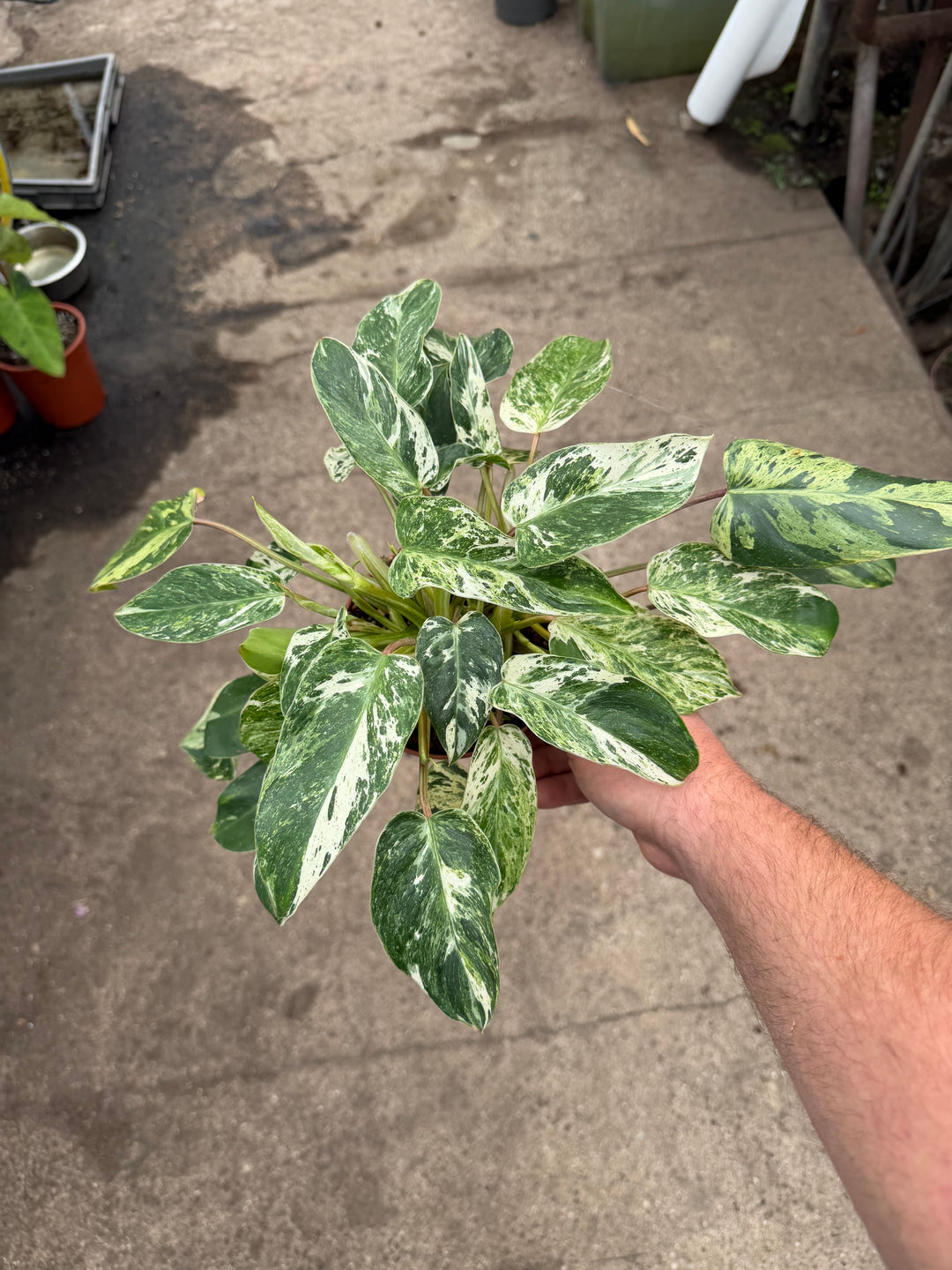 Philodendron emerald queen