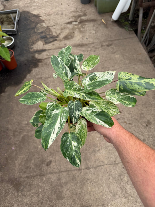 Philodendron emerald queen