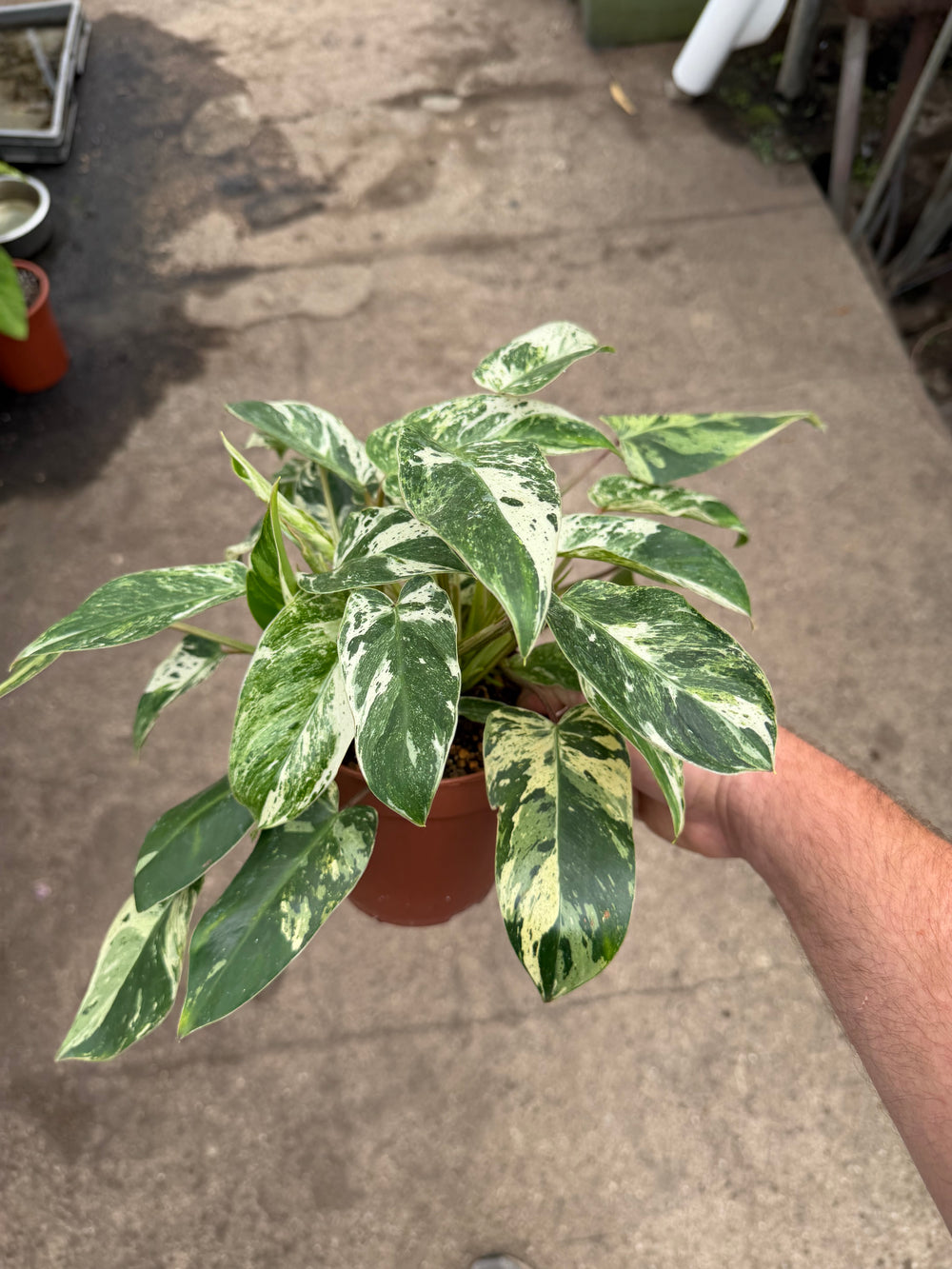 Philodendron emerald queen