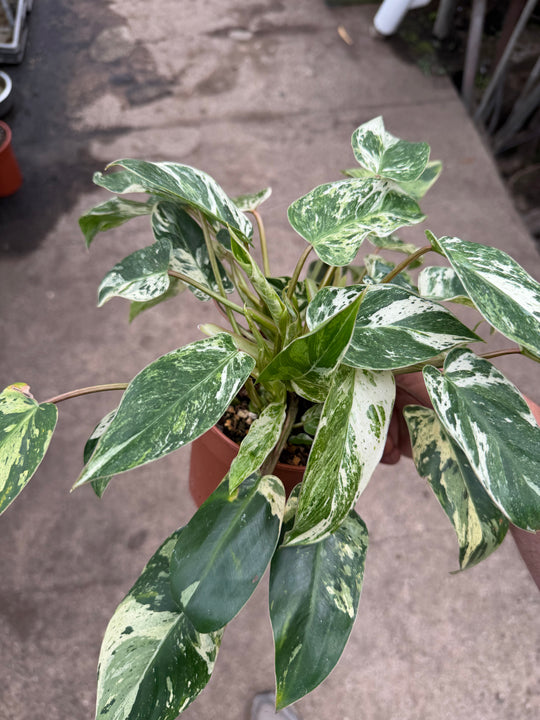 Philodendron emerald queen