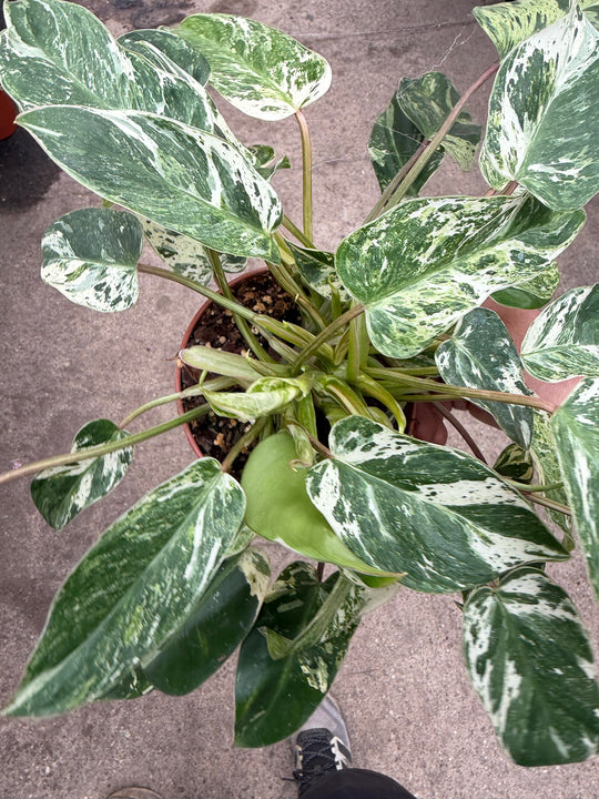 Philodendron emerald queen