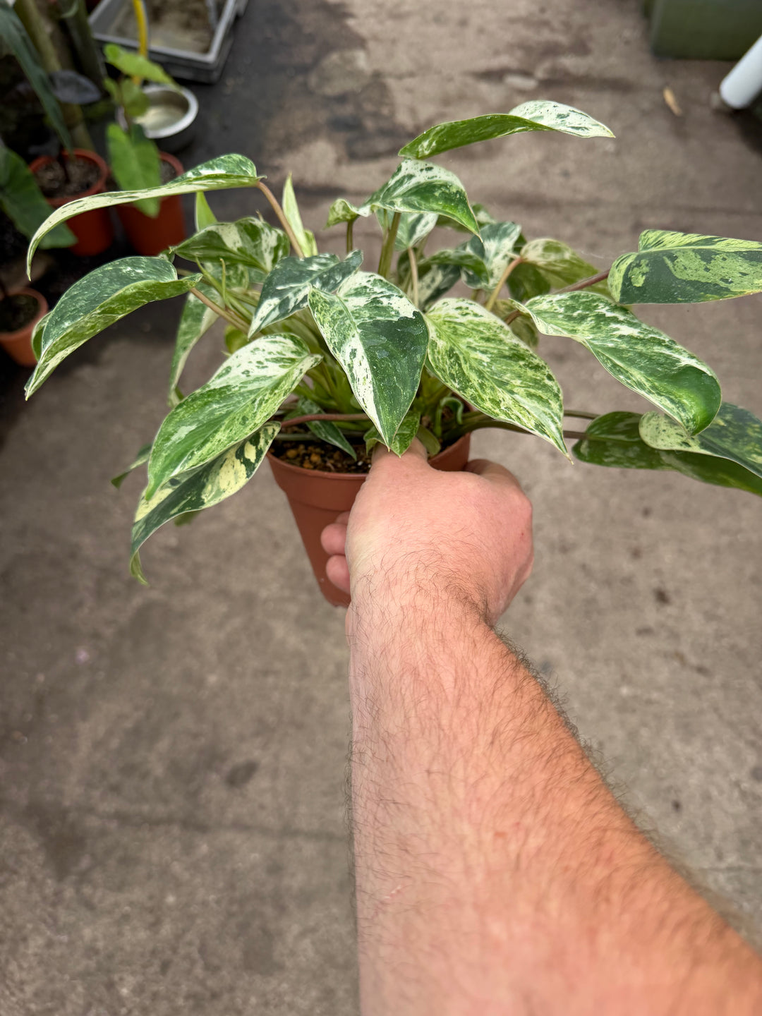 Philodendron emerald queen