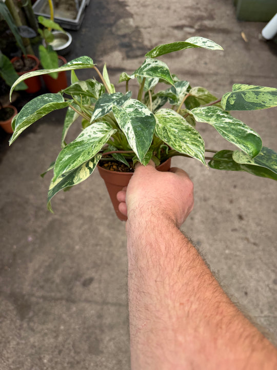 Philodendron emerald queen