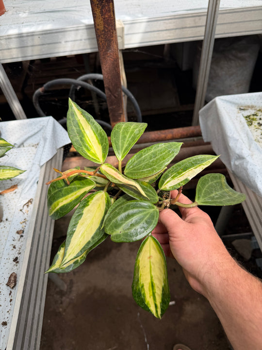 Hoya pot of gold