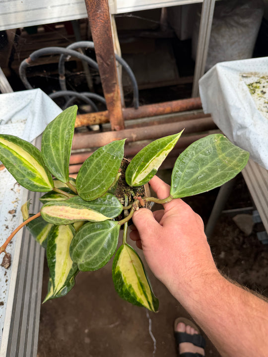 Hoya pot of gold