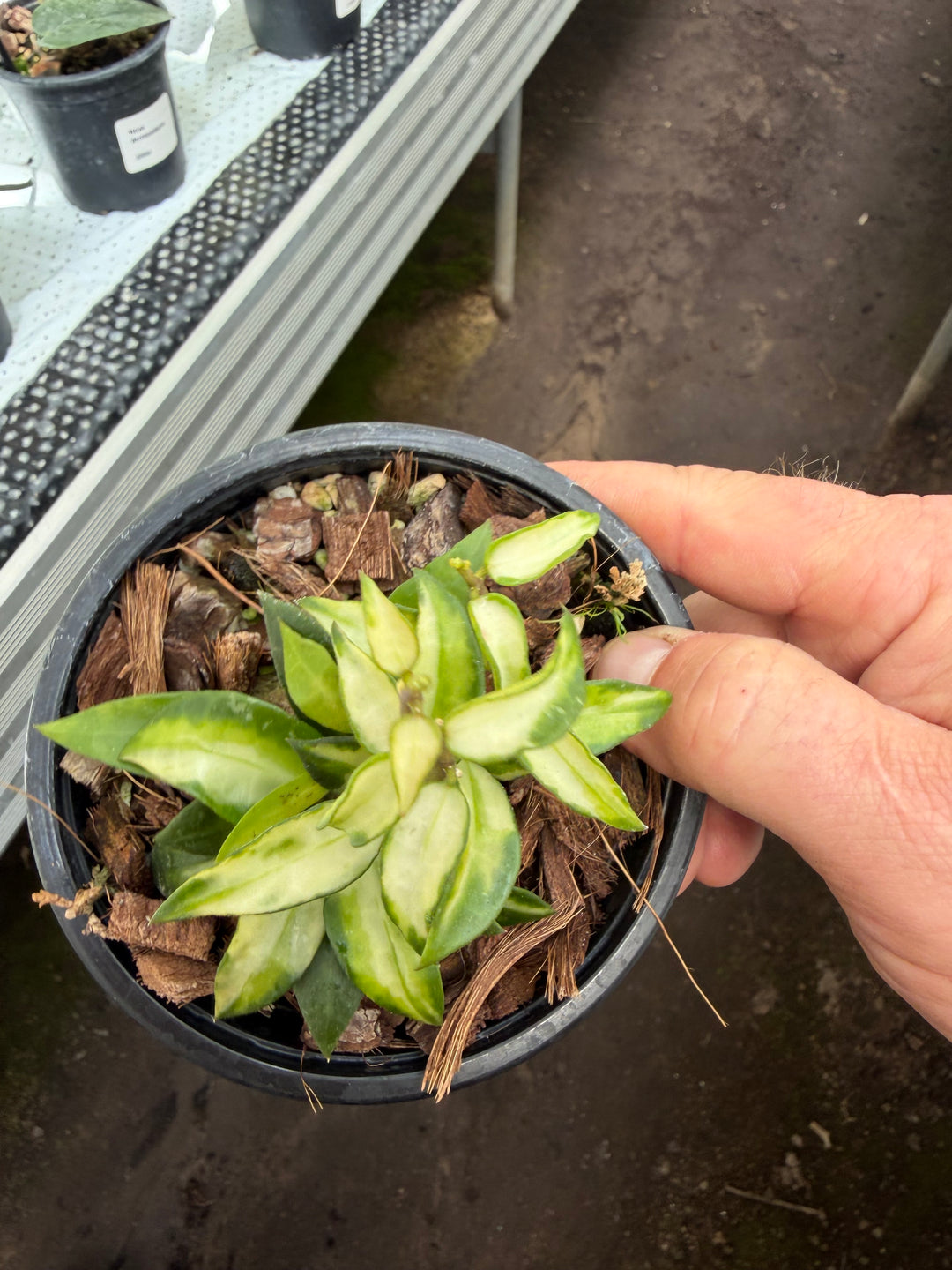 Hoya lacunosa Bruno tricolor