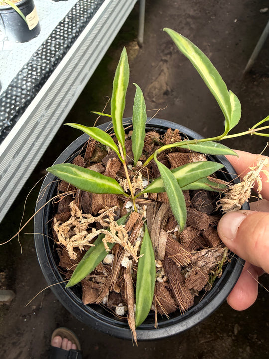 Hoya tsangii inner variegata