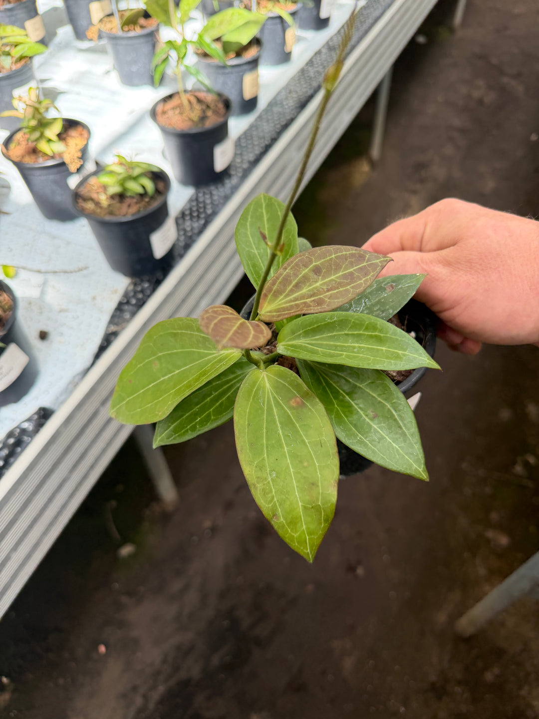 Hoya helleigiana
